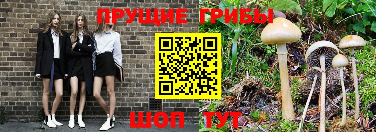 Псилоцибиновые грибы Cubensis  Вход с VPN  Киров  Галлюциногенные грибы Cubensis 